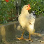 Artemida Affittacamere Kulen Vakuf