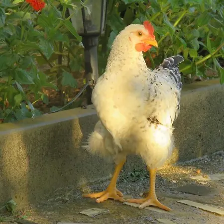 Artemida Konukevi Kulen Vakuf