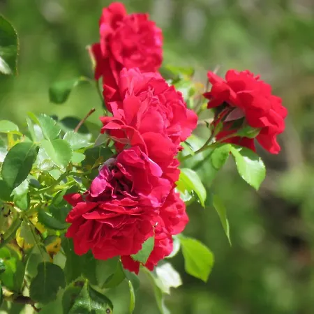 Artemida Konukevi Kulen Vakuf