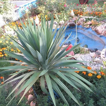 Artemida Guest house *