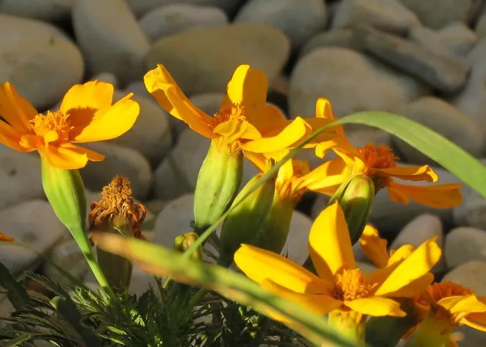 Penzion Artemida Kulen Vakuf
