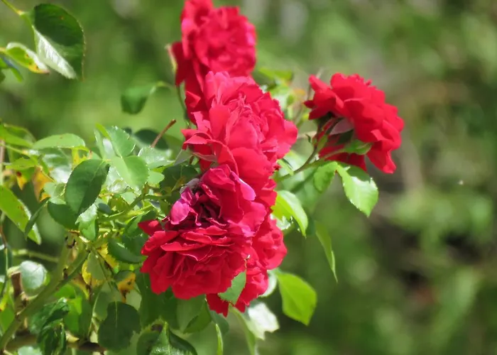 Artemida Penzion Kulen Vakuf